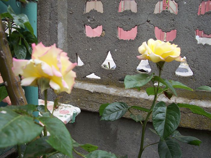 my photo 392 - Mai-2015