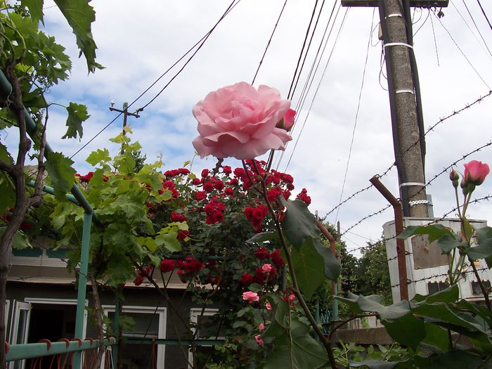 my photo 393 - Mai-2015