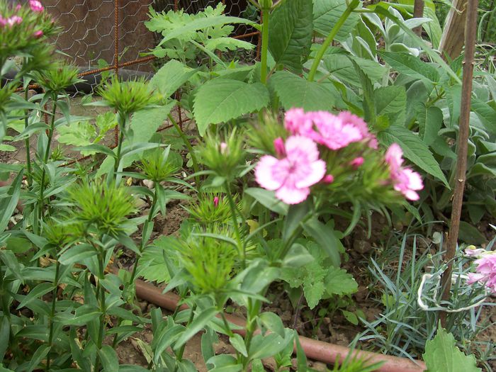 my photo 396 - Mai-2015