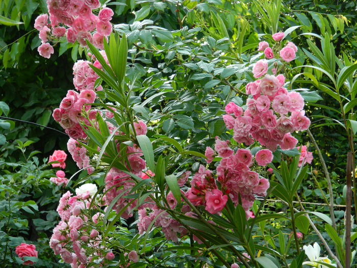 DSCN8299 - 2015_MAI_5