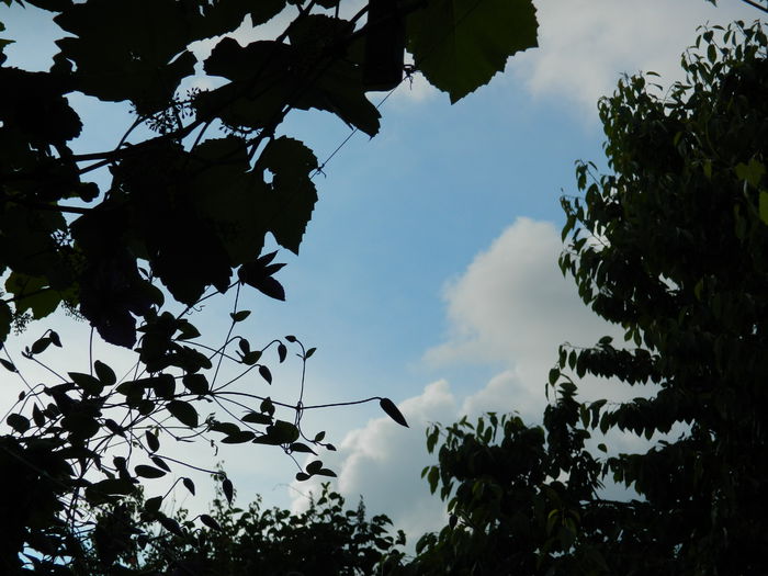 DSCN8303 - 2015_MAI_5