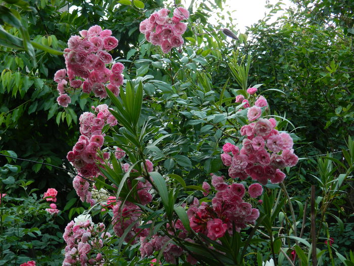 DSCN8305 - 2015_MAI_5