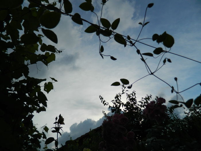 DSCN8307 - 2015_MAI_5