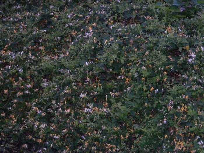 DSCN8314 - 2015_MAI_5