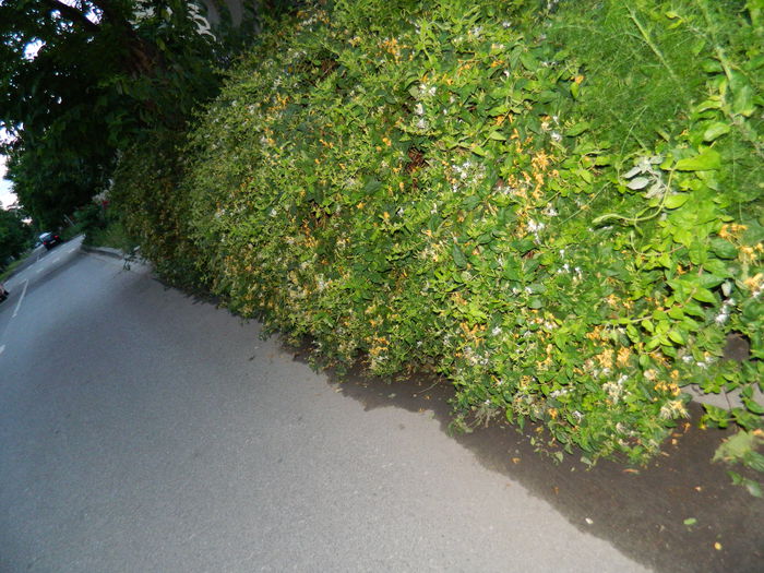 DSCN8322 de la strada