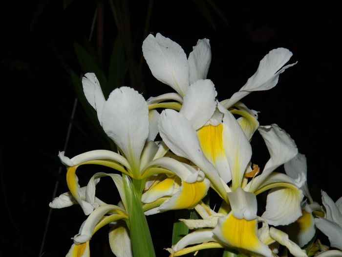 DSCN8353 - 2015_MAI_5