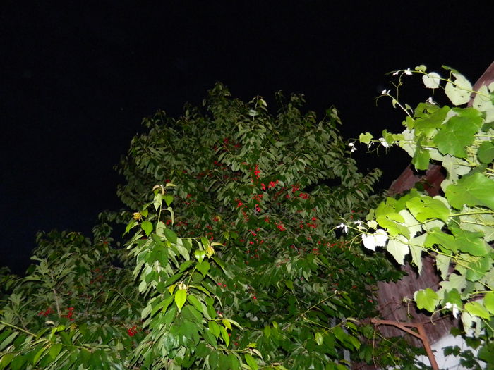 DSCN8372 - 2015_MAI_5