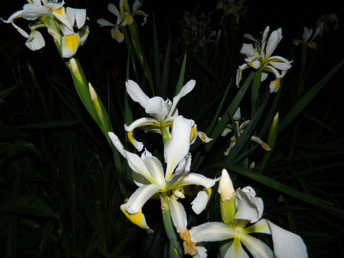 DSCN8378 - 2015_MAI_5