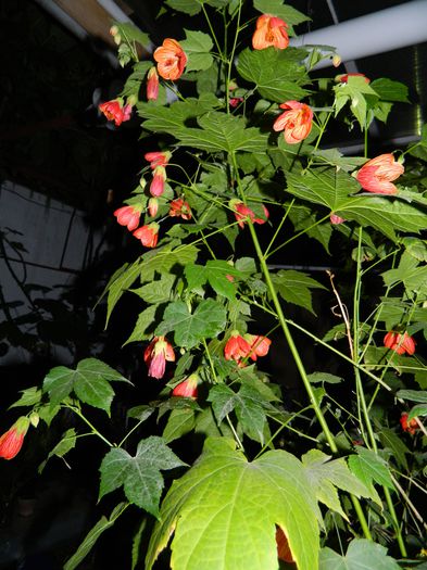 DSCN8436 - 2015_MAI_5