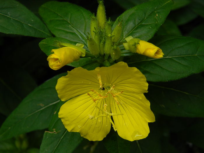 DSCN8443 - 2015_MAI_5