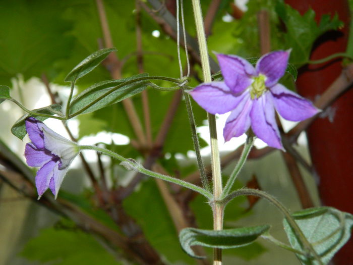 DSCN8446 - 2015_MAI_5