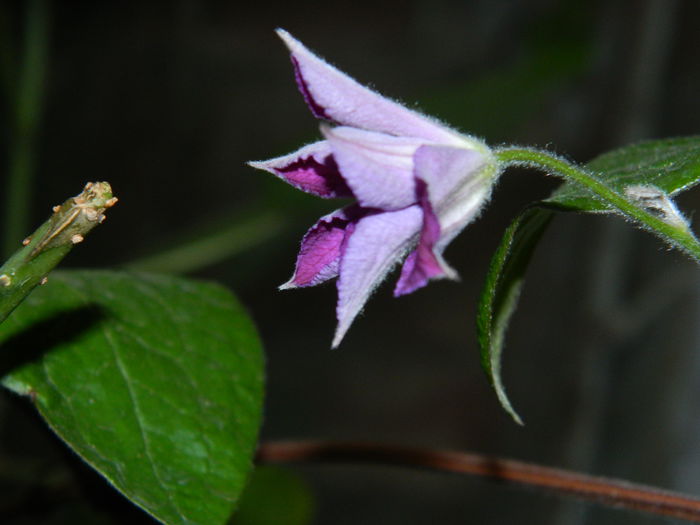 DSCN8448 - 2015_MAI_5