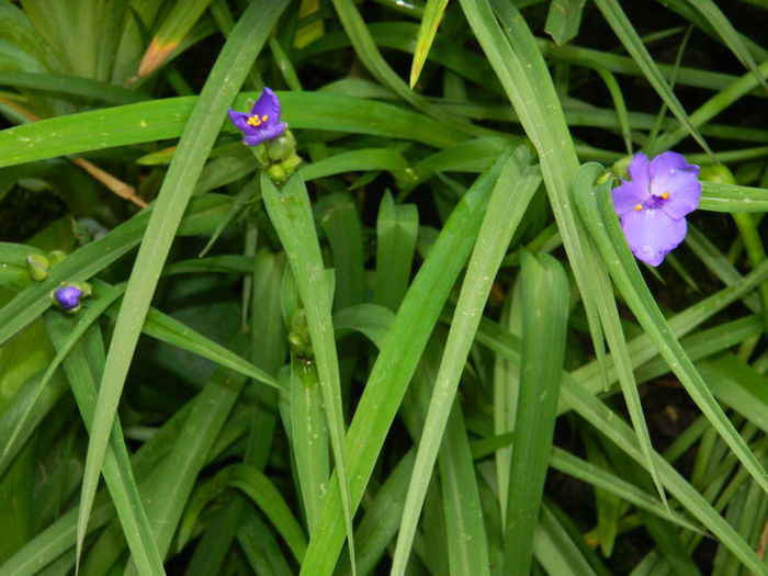 DSCN8455 - 2015_MAI_5