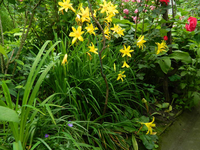 DSCN8456 - 2015_MAI_5