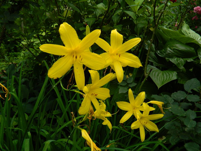 DSCN8457 Hemerocallis lilioasphodelus - 2015_MAI_5