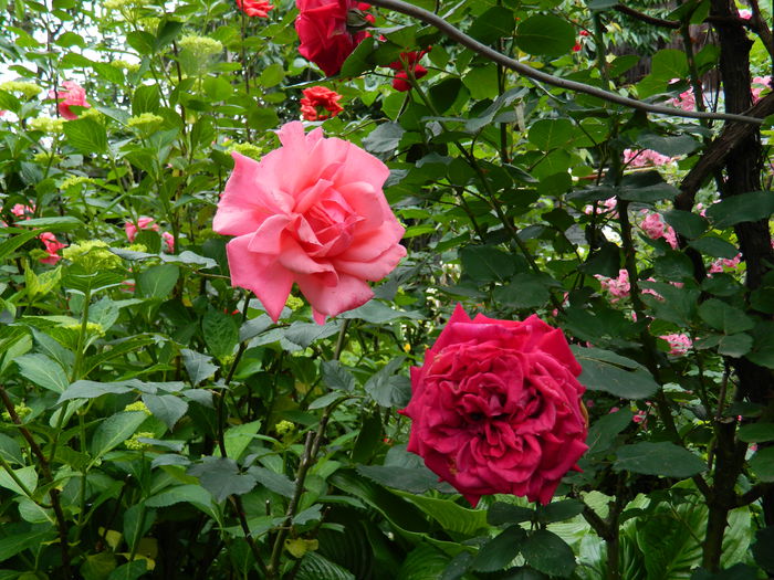 DSCN8458 - 2015_MAI_5