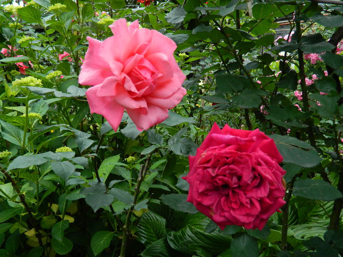 DSCN8459 - 2015_MAI_5