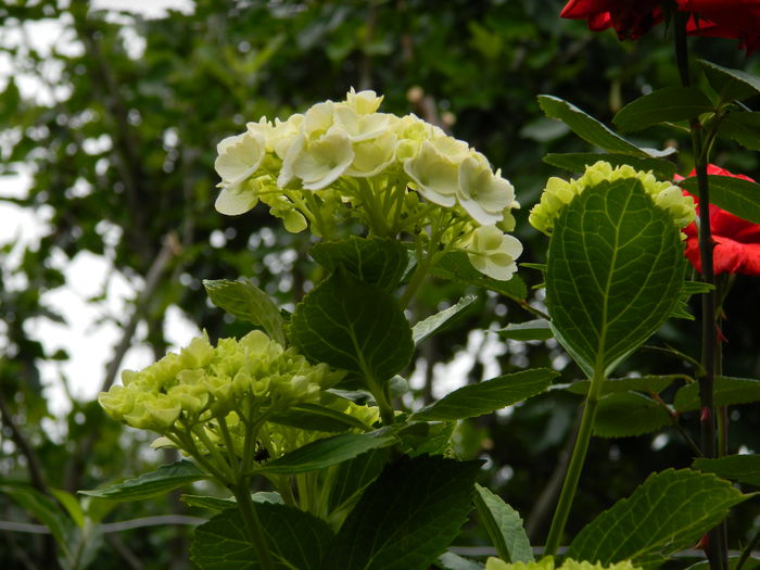 DSCN8461 - 2015_MAI_5