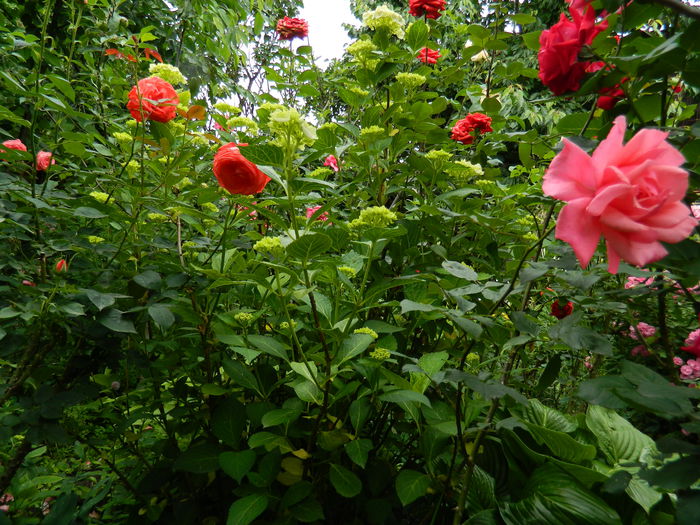 DSCN8462 - 2015_MAI_5