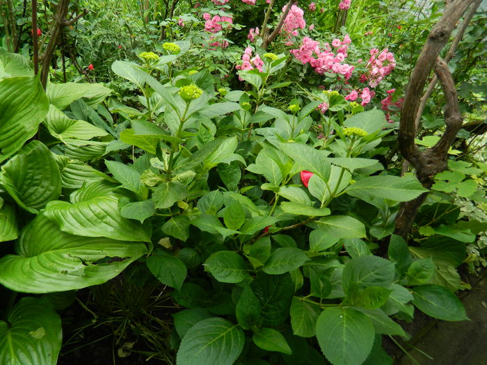 DSCN8463 - 2015_MAI_5