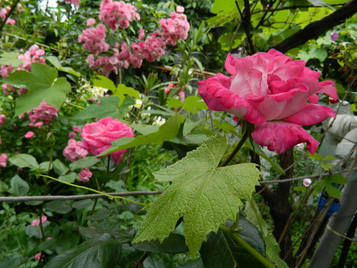 DSCN8465 - 2015_MAI_5