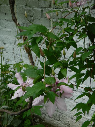 DSCN8476 - 2015_MAI_5
