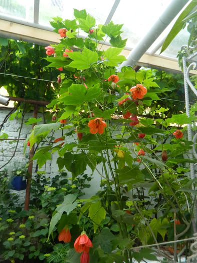 DSCN8487 - 2015_MAI_5