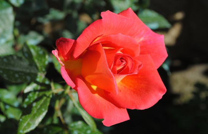 Parfum de Grasse - 2015 trandafiri - I