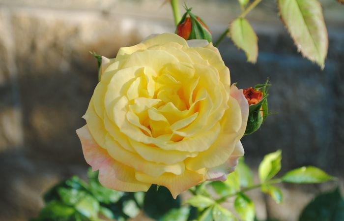 gartenspass_kordes,prima floare:))