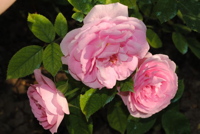 Gertrude Jekyll