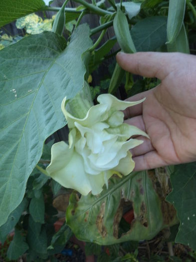DSC03897 - ANUL 2015
