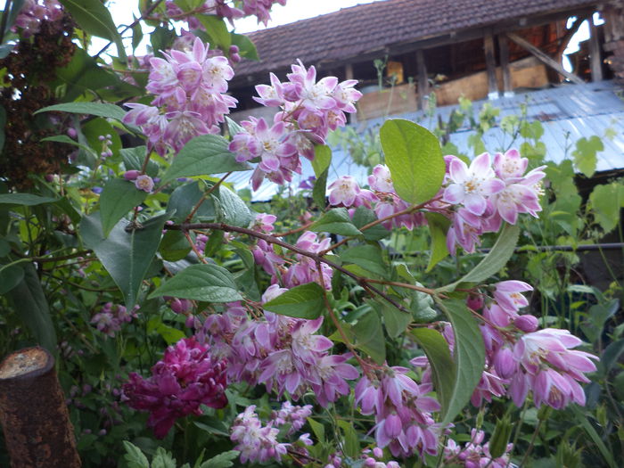 DSC03902 - ANUL 2015