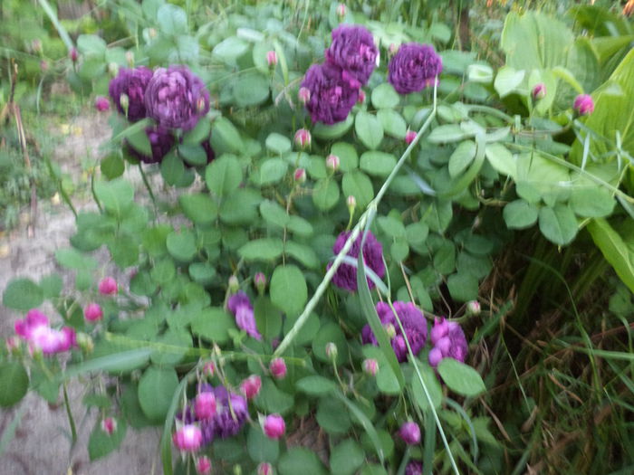 DSC03907 - ANUL 2015