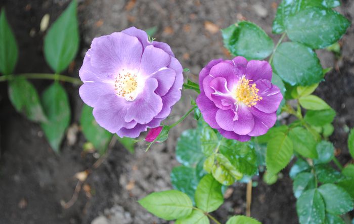 29 mai,Rhapsody in Blue