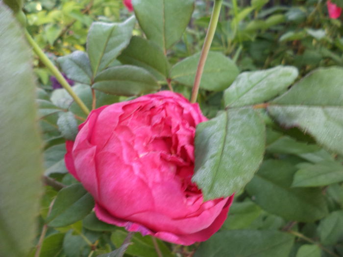 DSC03909 - ANUL 2015