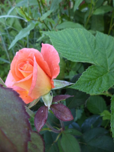 DSC03912 - ANUL 2015