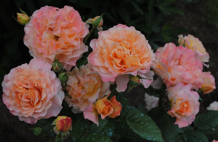 Augusta Luise