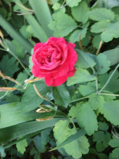 DSC03913 - ANUL 2015