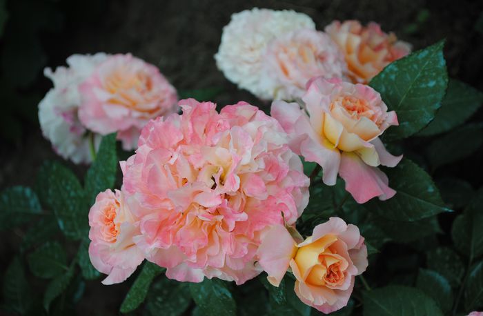 Augusta Luise