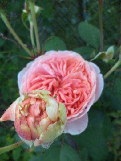 DSC03914 - ANUL 2015