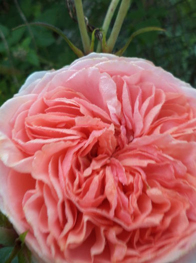 chippendale - ANUL 2015