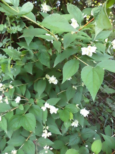 DSC03917 - ANUL 2015