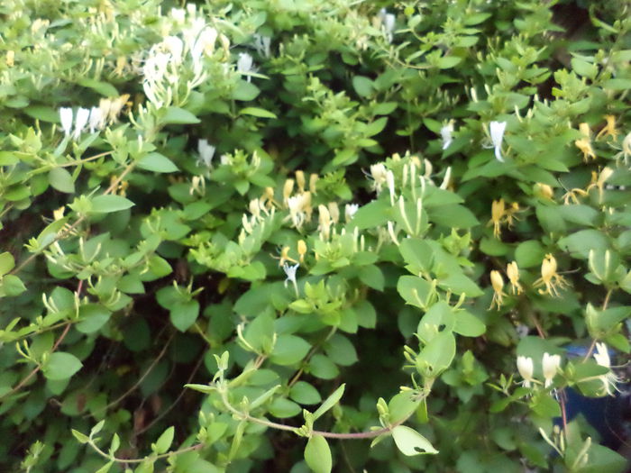 DSC03918 - ANUL 2015