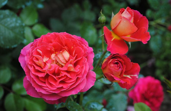 Reine Sammut - 2015 trandafiri - I