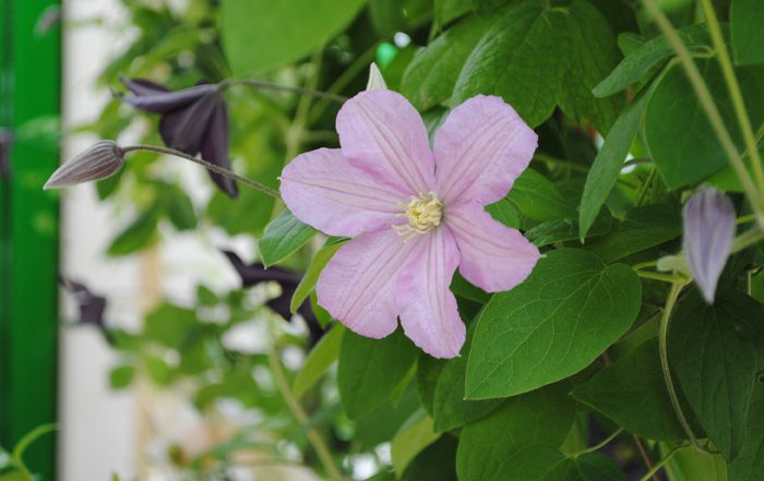 Comtesse de Bouchard,Romantika - 2015 clematite