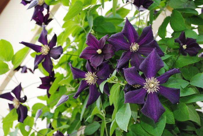 clematis Romantika - 2015 clematite