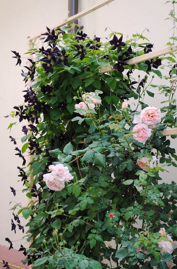 Abraham DArby si Romantika - 2015 clematite