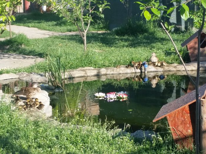 20150530_075710 - rate mandarin