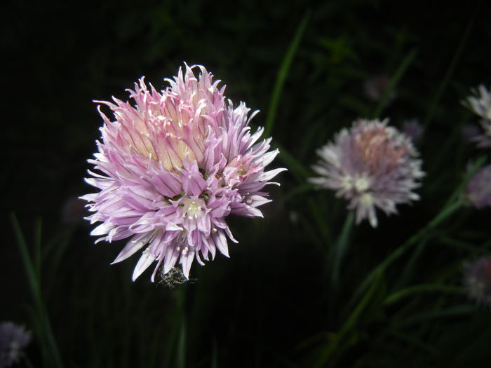 Allium schoenoprasum (2015, May 16) Allium schoenoprasum (2015, May 16)