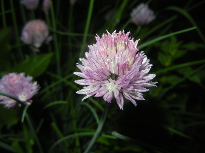 Allium schoenoprasum (2015, May 16) Allium schoenoprasum (2015, May 16)